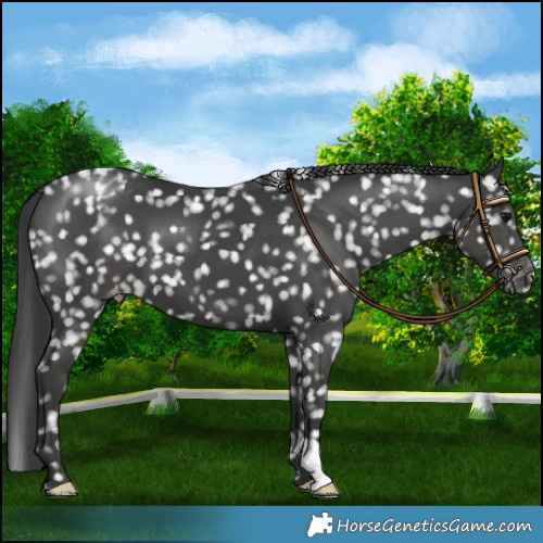 Horse Color:Black Snowflake Varnish 