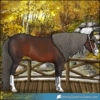 Horse Color:Liver Chestnut Mushroom 