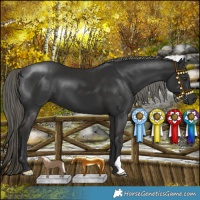 Horse Color:Liver Chestnut Mushroom 