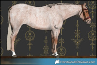 Horse Color:Red Roan Mushroom
