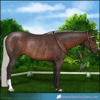 Horse Color:Silver Brown Mushroom Rabicano 