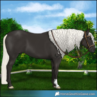 Horse Color:Liver Chestnut Mushroom 