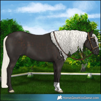 Horse Color:Liver Chestnut Mushroom 