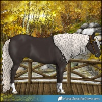 Horse Color:Liver Chestnut Mushroom 
