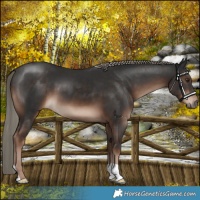 Horse Color:Liver Chestnut Mushroom 