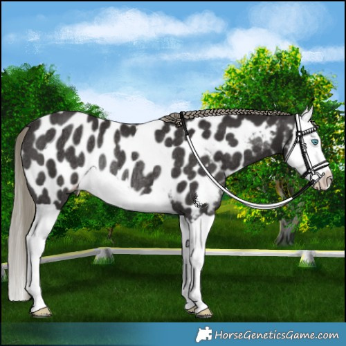 Horse Color:Liver Chestnut Mushroom Splash Appaloosa Rabicano 