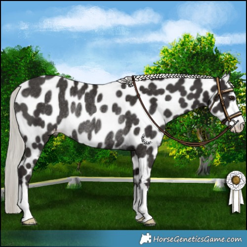 Horse Color:Liver Chestnut Mushroom Appaloosa Rabicano 