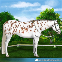 Horse Color:Chestnut Mushroom Splash Near Leopard 