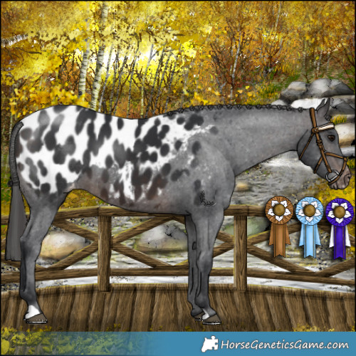 Horse Color:Brown Mushroom Appaloosa 
