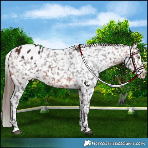 Horse Color:Bay Mushroom Appaloosa 