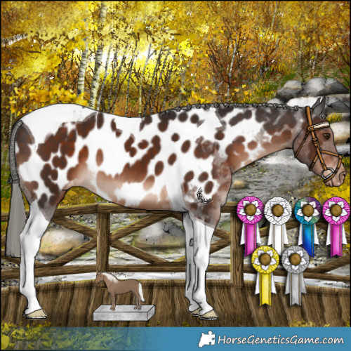 Horse Color:Liver Chestnut Mushroom Tobiano Appaloosa 