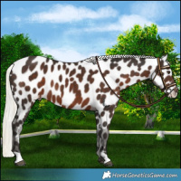 Horse Color:Liver Chestnut Mushroom Near Leopard