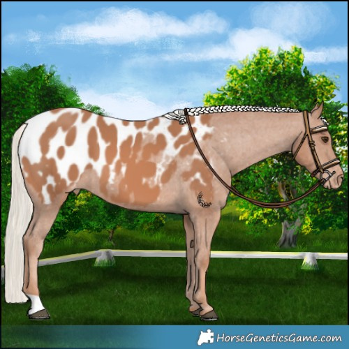Horse Color:Chestnut Mushroom Appaloosa 