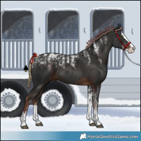 Horse Color:Powder White Liver Chestnut Splash 