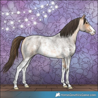 Horse Color:Buckskin Roan Sabino