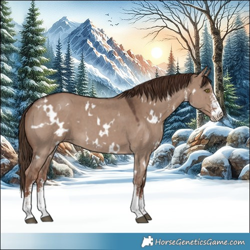Horse Color:White Spotted Liver Red Dun Sabino 