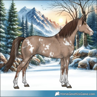 Horse Color:White Spotted Liver Red Dun Sabino 