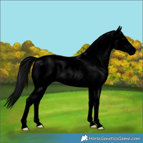 Horse Color:Void Brown Sabino Splash