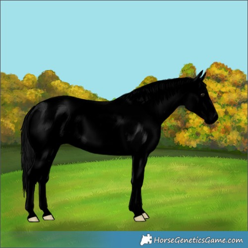 Horse Color:Void Brown Sabino Splash