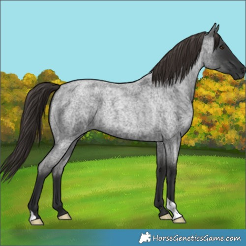 Horse Color:Liver Red Roan 