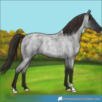 Horse Color:Liver Red Roan 