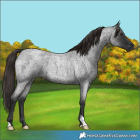 Horse Color:Liver Red Roan