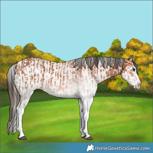Horse Color:White Spotted Bay Splash  and White Spotted Bay Splash Appaloosa 