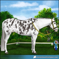 Horse Color:Liver Chestnut Sabino Splash Blanket  and Liver Chestnut Sabino Splash Blanket 