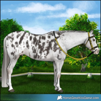 Horse Color:Liver Chestnut Sabino Splash Appaloosa and Liver Chestnut Sabino Splash Appaloosa