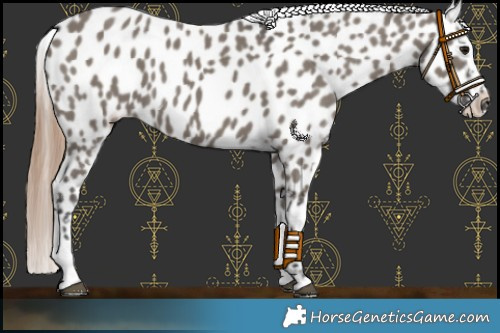 Horse Color:Grullo Near Leopard 