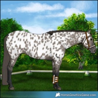 Horse Color:Grullo Appaloosa 