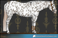 Horse Color:Grullo Near Leopard 