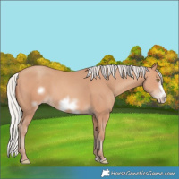 Horse Color:Silver Amber Champagne Frame 