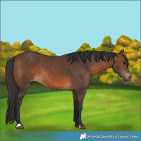 Horse Color:Brown 