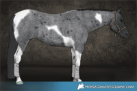 Horse Color:Blue Roan Tobiano