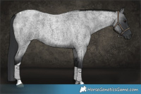 Horse Color:Blue Roan Tobiano 