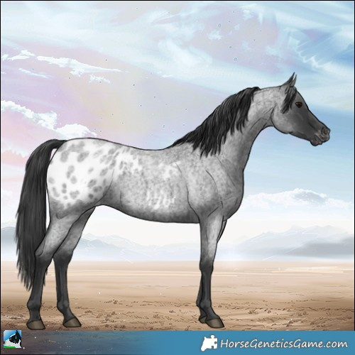 Horse Color:Blue Roan Appaloosa 
