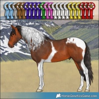 Horse Color:Bay Tobiano 
