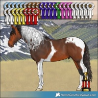 Horse Color:Bay Tobiano 