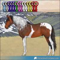Horse Color:Bay Tobiano 