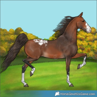 Horse Color:Bay Appaloosa