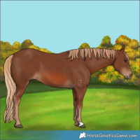 Horse Color:Chestnut 