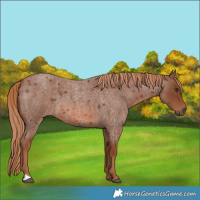 Horse Color:Red Roan 