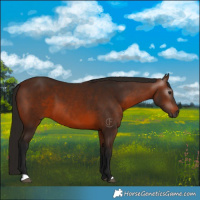 Horse Color:Gray Bay 