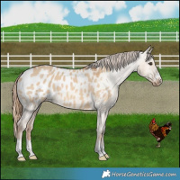 Horse Color:Red Dun Blanket 