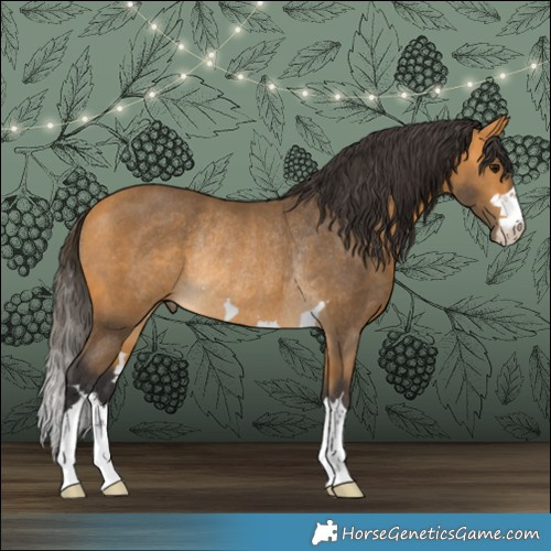 Horse Color:Buckskin Rabicano 