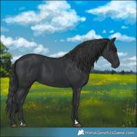 Horse Color:Black 