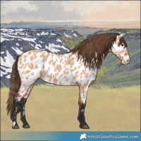 Horse Color:Bay Dun Appaloosa 