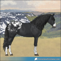 Horse Color:Black Appaloosa 