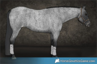 Horse Color:Blue Roan Varnish